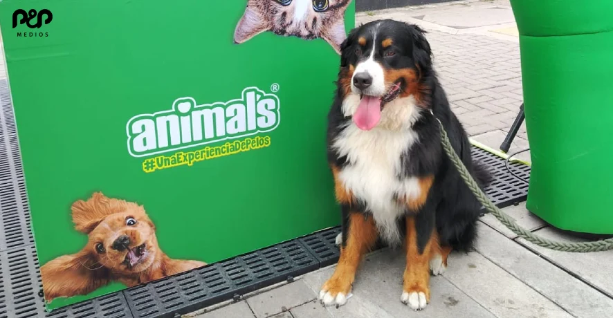 Apuéstale al lado emocional del consumidor Perrito al lado de la publicidad